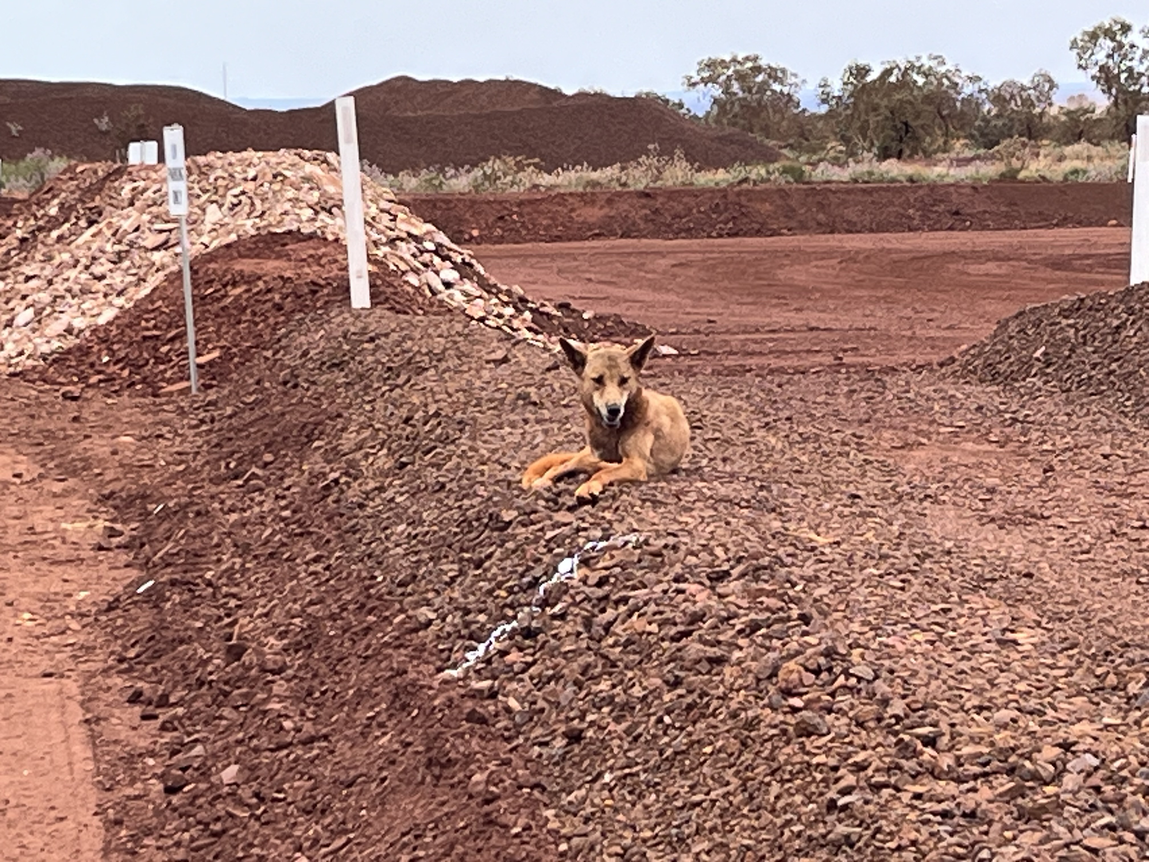 Filter material stockpile — Marvel Loch TSF coarse filter campaign